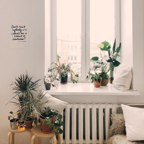 Why houseplants are Good for your health - Plantsworld.ae