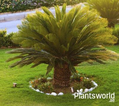 Outdoor Palms - Plantsworld.ae