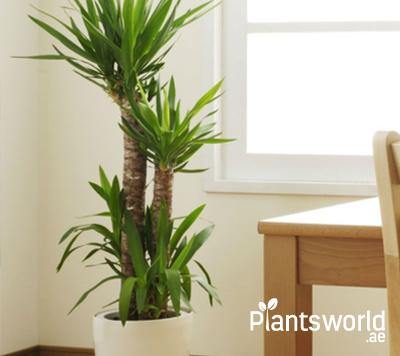Office Tall Plants - Plantsworld.ae