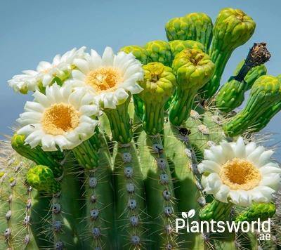 Outdoor Cactus-Succulents - Plantsworld.ae