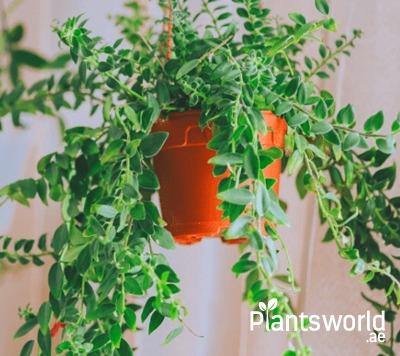 Indoor Hanging Plants - Plantsworld.ae
