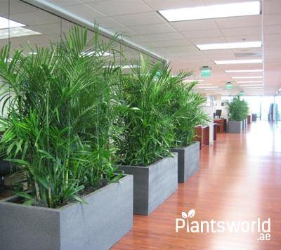 Office Plants - Plantsworld.ae