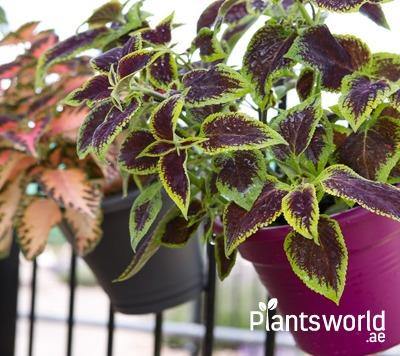 Indoor Balcony Plants - Plantsworld.ae
