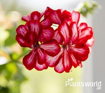 Indoor Flowering Plants - Plantsworld.ae