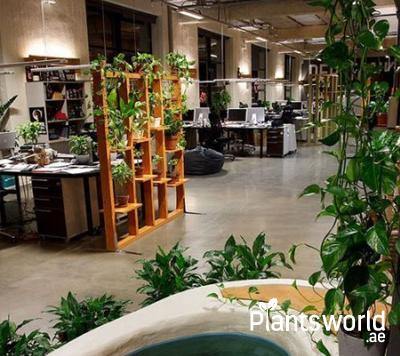 Office Decor Plants - Plantsworld.ae
