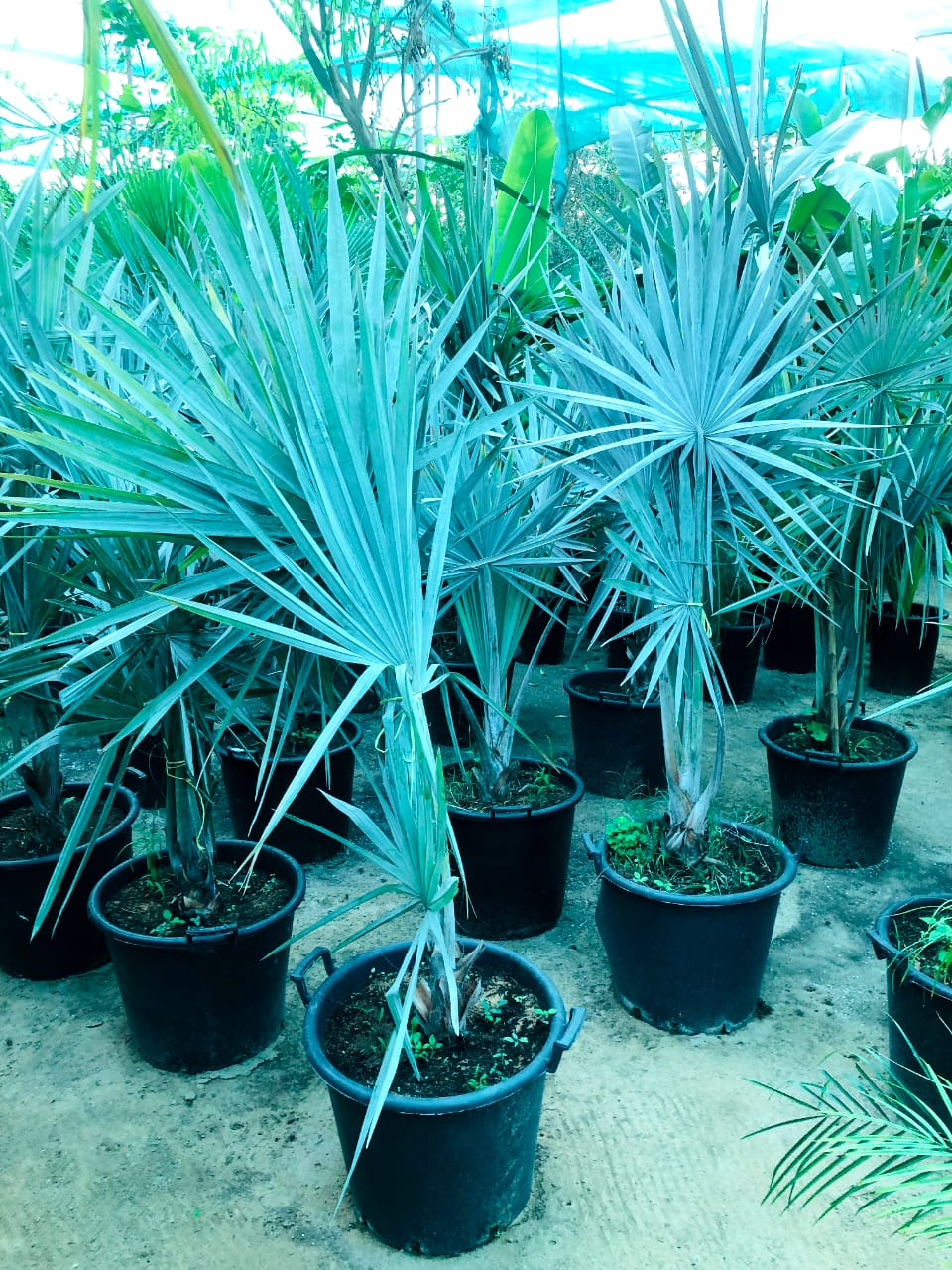Silver Bismarck Palm (Bismarckia nobilis) - Outdoor Landscaping Palm with Silvery Blue Foliage - Plantsworld UAE