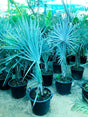 Silver Bismarck Palm (Bismarckia nobilis) - Outdoor Landscaping Palm with Silvery Blue Foliage - Plantsworld UAE