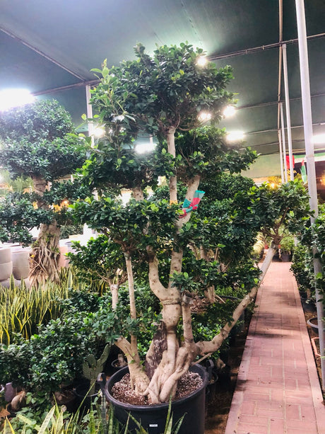 Ficus Macrocarpa Versatile Indoor Plant for Home and Office Decor at PlantsWorld.ae