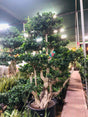 Ficus Macrocarpa Versatile Indoor Plant for Home and Office Decor at PlantsWorld.ae