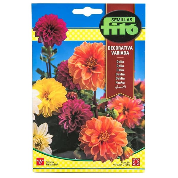 Fito Dahlia Decorative Mix Flower Seeds, vibrant and colorful blooms for a beautiful garden. Available at Plantsworld.ae