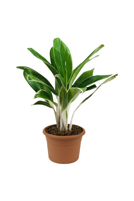 Aglaonema White Lime – Easy-Care Air Purifying Indoor Plant