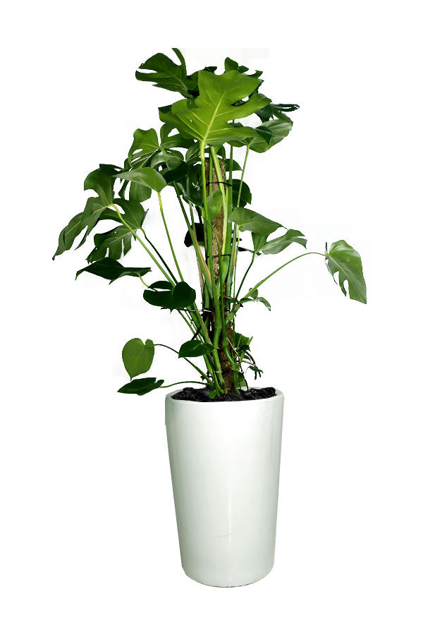 Monstera Pertusum – Tropical Indoor Plant Hire