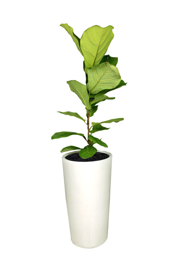 Fiddle Leaf Fig Single Stem indoor plant for hire in Dubai – Stylish modern greenery from Plantsworld.ae