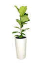 Fiddle Leaf Fig Single Stem indoor plant for hire in Dubai – Stylish modern greenery from Plantsworld.ae