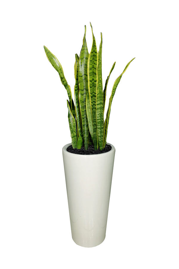 Snake Plant in modern pot for indoor rental in Dubai – Plantsworld.ae