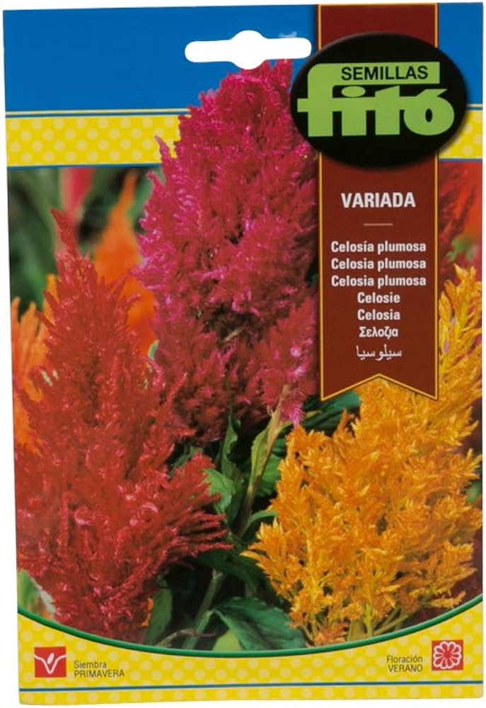 Fito Celosia Plumosa Variada - Feathery Celosia Seeds for vibrant and colorful garden flowers, available at Plantsworld.ae
