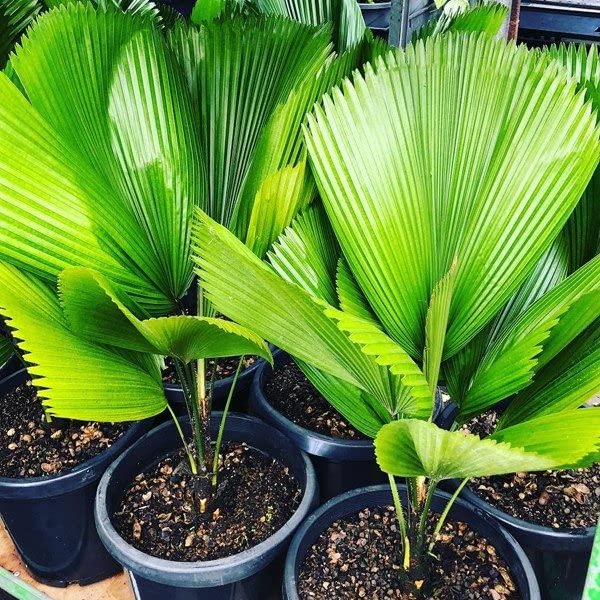 Ruffled Latan Palm (Licuala Grandis) - Elegant Palm Plant for Home and Garden