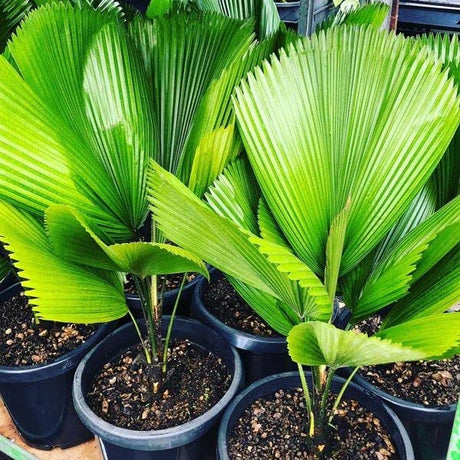 Ruffled Latan Palm (Licuala Grandis) - Elegant Palm Plant for Home and Garden