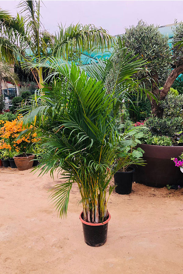 Areca Outdoor Plant - Dypsis Lutescens - Elegant Green Palm Tree for Gardens