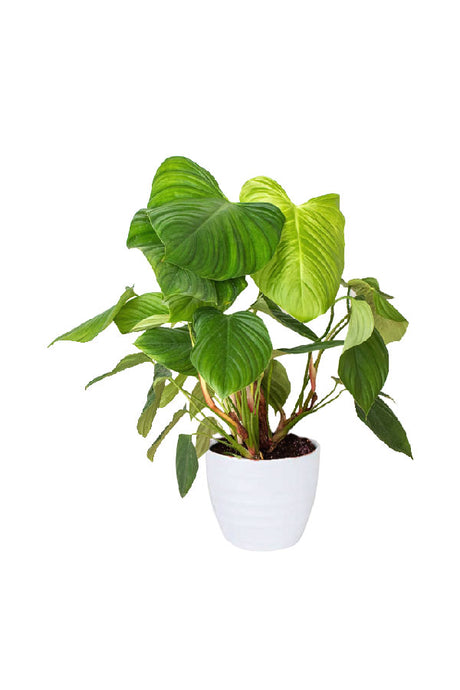 Philodendron verrucosum Fuzzy Petiole – Rare velvet foliage with fuzzy petioles in indoor plant setting