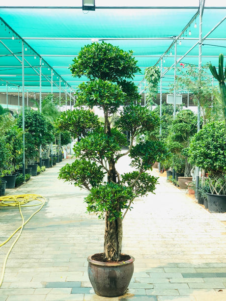 Ficus Nitida Multihead - Elegant Indoor Plant for Home & Office Decor at PlantsWorld.ae