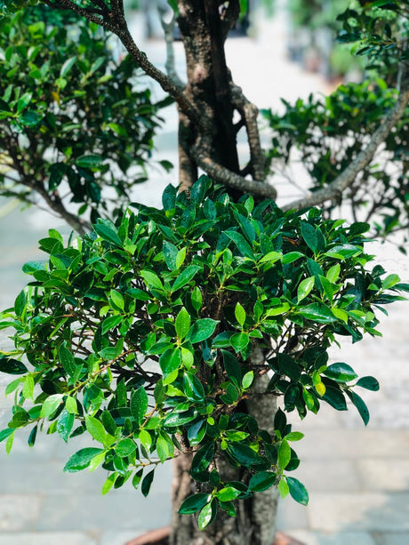 Ficus Nitida Multihead – Premium Multi - Trunk Shade Tree