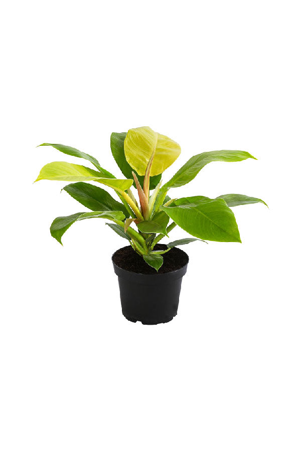 Philodendron Moonlight – Vibrant Lime-Green Indoor Plant