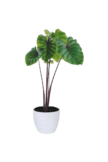 Colocasia Pharaoh’s Mask plant with dramatic deep green leaves and bold dark veins, potted for indoor/outdoor display