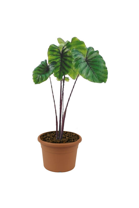 Colocasia Pharaoh’s Mask – Rare Elephant Ear Plant