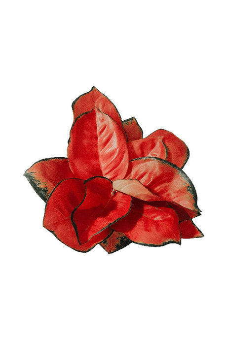 Aglaonema Pink Peacock - Aglaonema commutatum