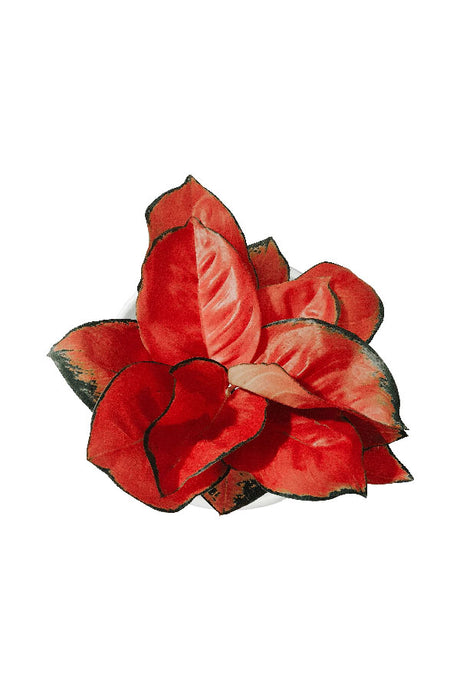 Aglaonema Pink Peacock – Aglaonema commutatum with bright pink and green foliage in decorative indoor pot