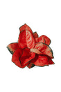 Aglaonema Pink Peacock – Aglaonema commutatum with bright pink and green foliage in decorative indoor pot