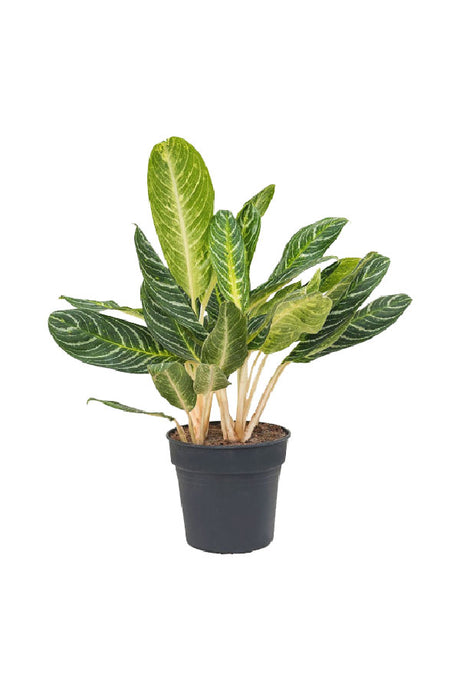 Aglaonema Key Lime - Chinese Evergreen