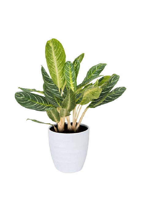 Aglaonema Key Lime – Chinese Evergreen indoor plant with lime-green variegated leaves in decorative pot