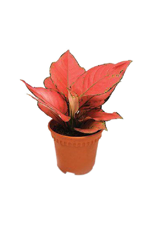 Aglaonema Ruby - Aglaonema commutatum