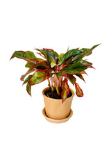 Aglaonema Red with Clay Pot