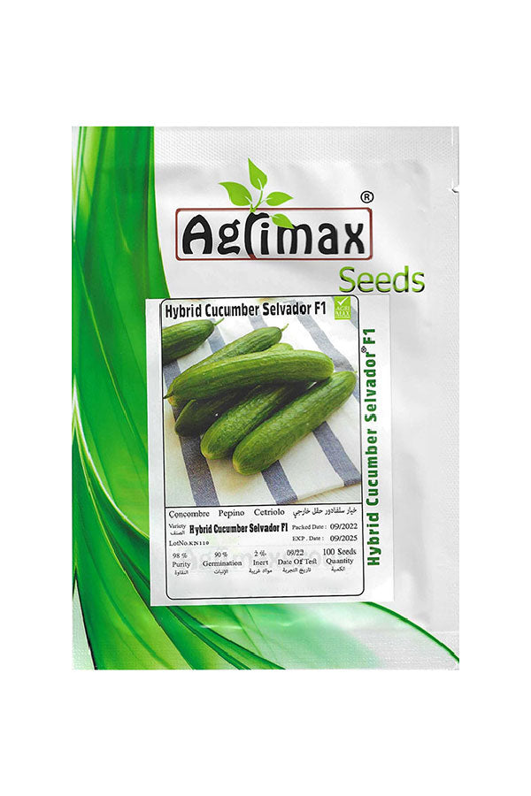 Hybrid Cucumber Selvador F1 Seeds – High-Yield Vegetable Seeds for UAE Home Gardeners