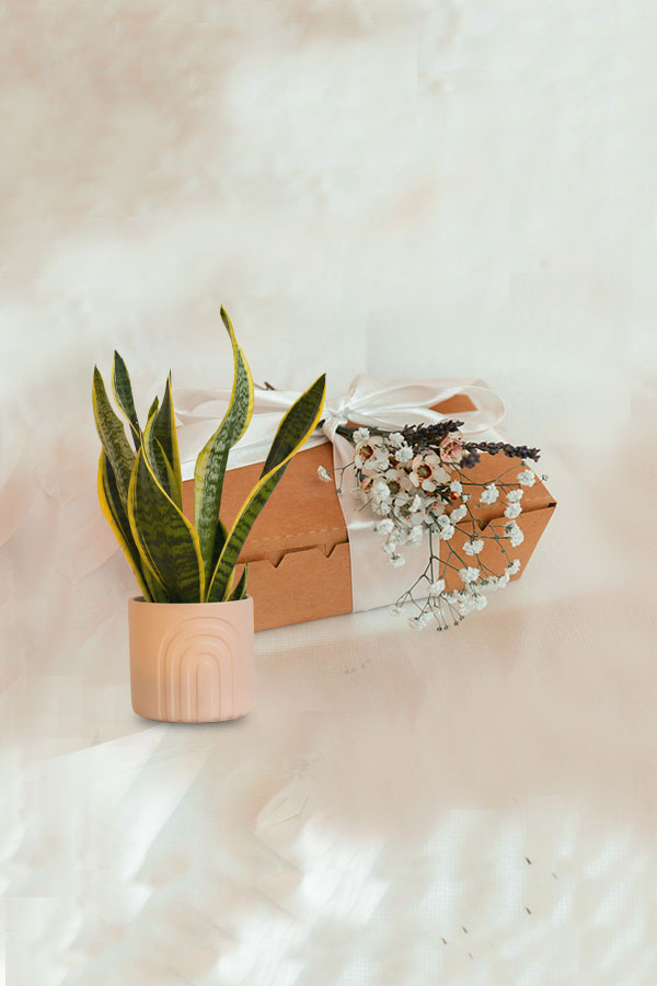 Air-Purifying Plant & Candle Gift Box