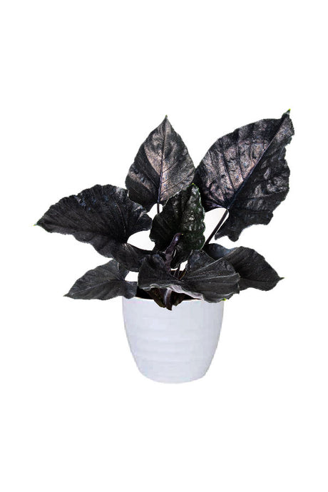 Alocasia Antoro Velvet – Elephant Ear plant with deep green, velvety leaves and white veins in a decorative pot