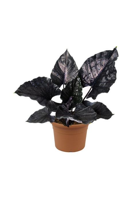 Alocasia Antoro Velvet