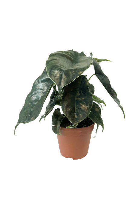 Alocasia Azlanii