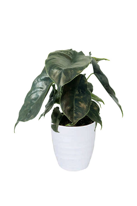 Alocasia Azlanii – Rare indoor plant with striking metallic green and purple leaves in a decorative pot