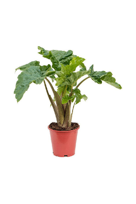 Alocasia Low Rider – Rare Low-Growing Elephant Ear Indoor Plant