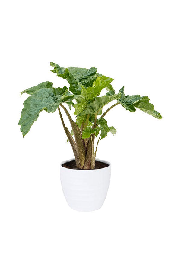 Alocasia 'Low Rider' en Hush main image 1