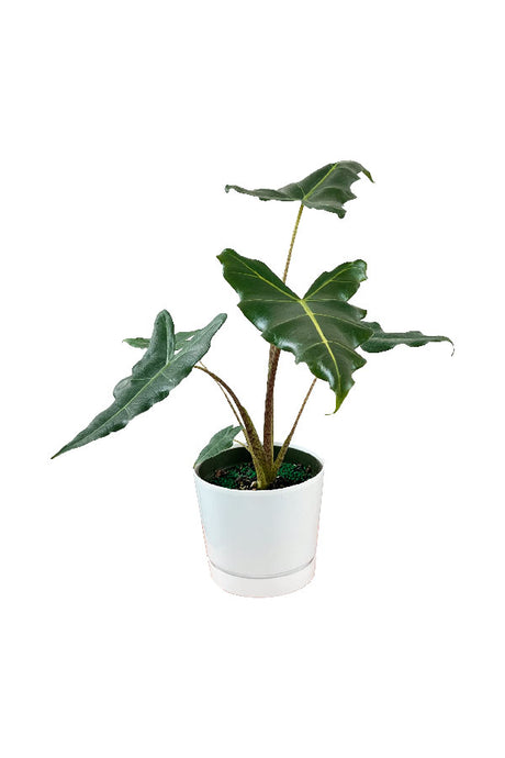 Alocasia Sarian – Exotic indoor plant with large, bold arrow-shaped leaves in a decorative pot