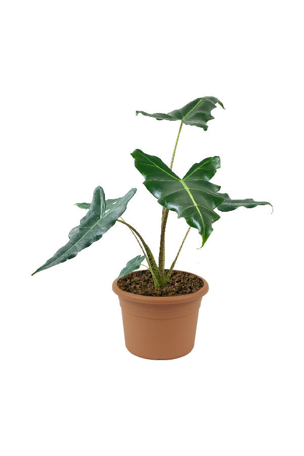 Alocasia Sarian – Beautiful and Exotic Indoor Plant with Bold Foliage