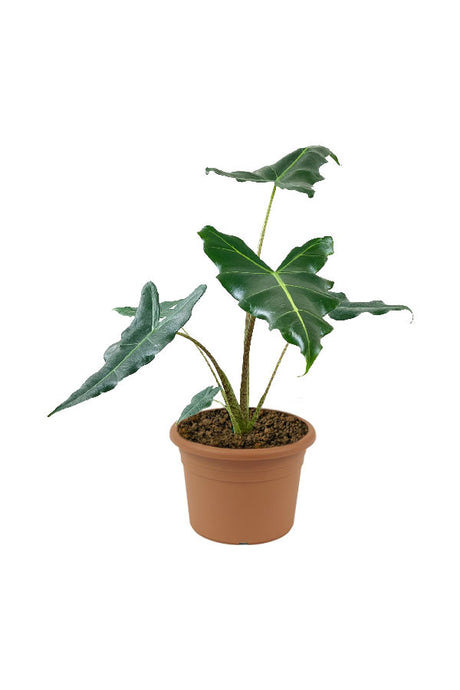 Alocasia Sarian – Beautiful and Exotic Indoor Plant with Bold Foliage