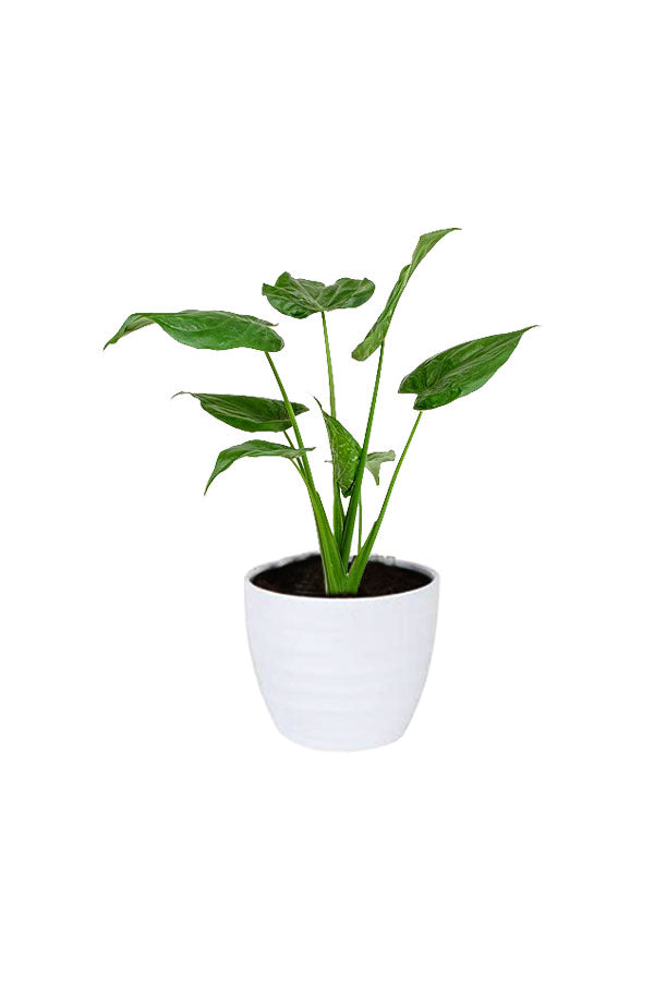Alocasia Cucullata – Buddha’s Palm Plant with upright stems and glossy heart-shaped leaves, perfect for indoor décor and air purification.