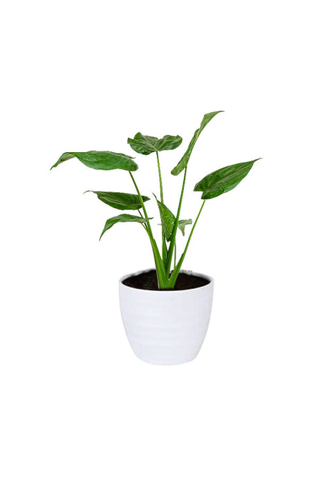 Alocasia Cucullata – Buddha’s Palm Plant with upright stems and glossy heart-shaped leaves, perfect for indoor décor and air purification.
