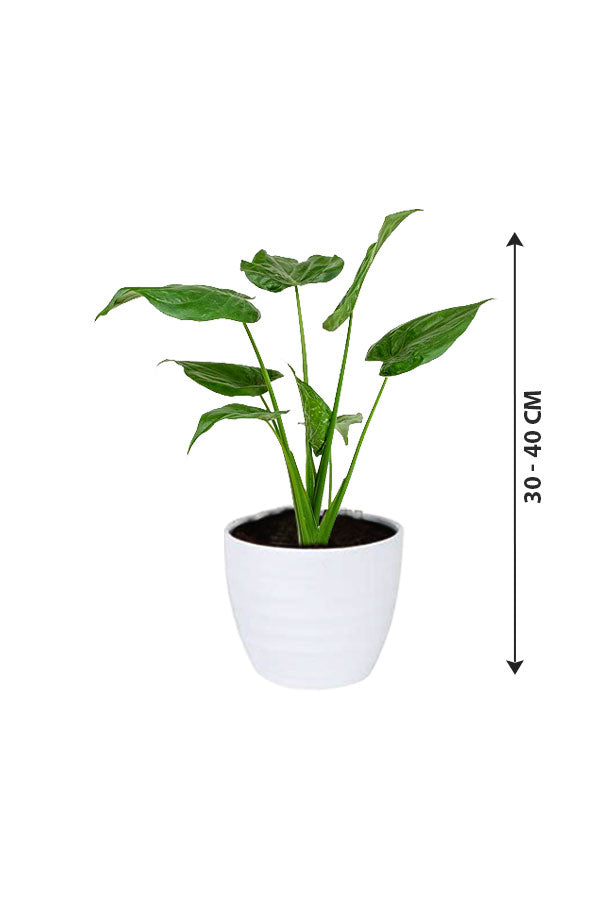 Alocasia Cucullata – Buddha’s Palm Plant